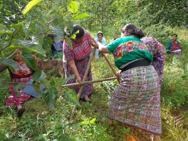 Grupo de mujeres indígenas construyendo en un bosque, como parte del taller sobre el uso y manejo de las tierras, Guatemala